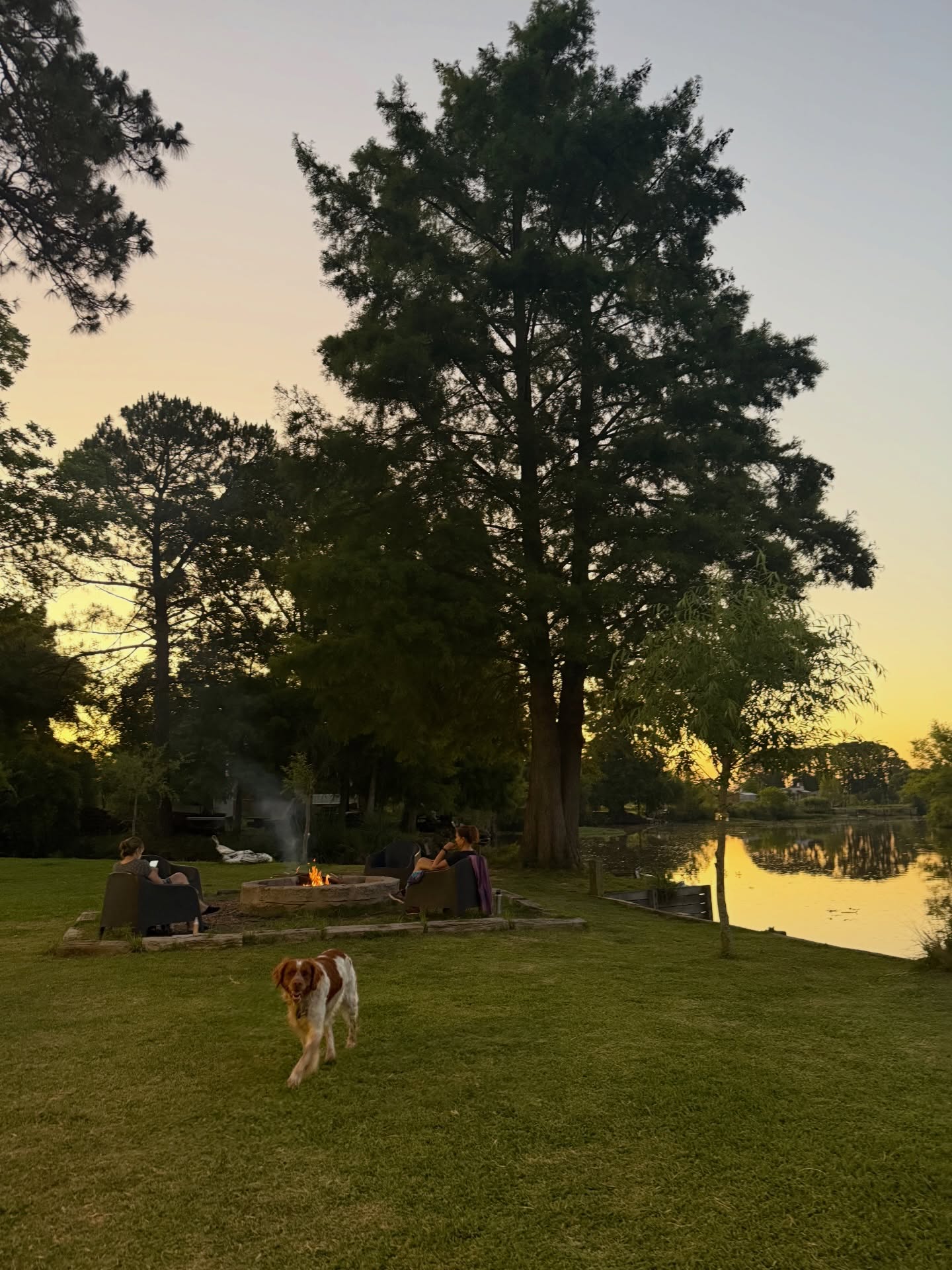 Pet friendly - mascotas bienvenidas