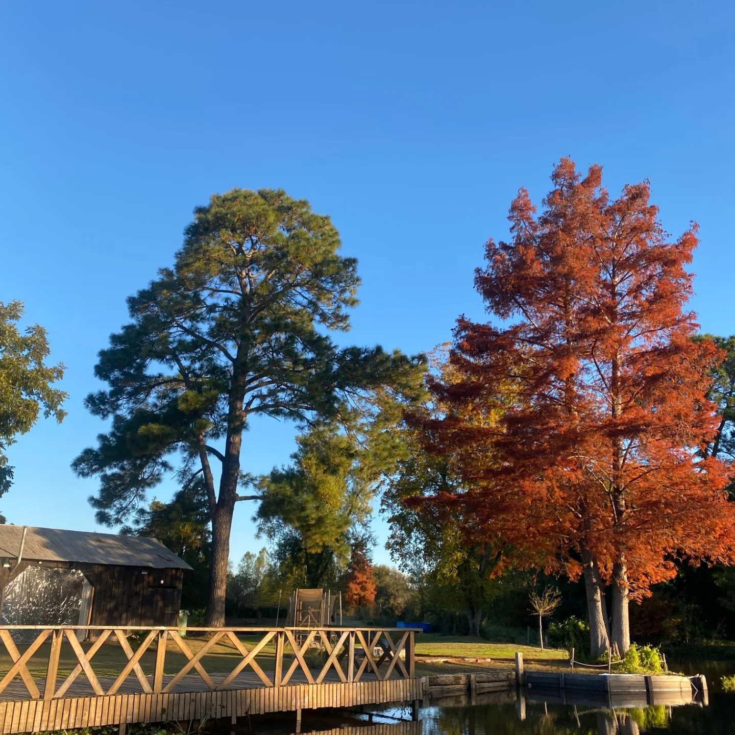 Delta en otoño