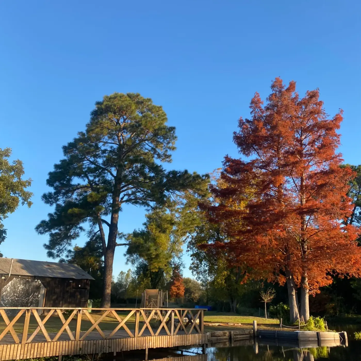 Delta en otoño